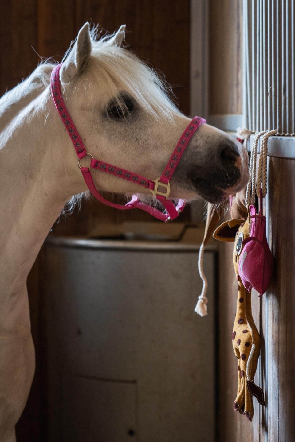 HorseGuard Butterfly Halter