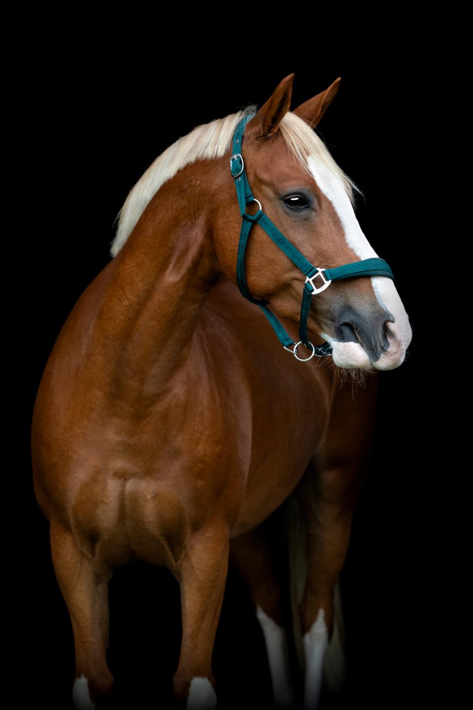 HorseGuard Diya 2.0 Halter