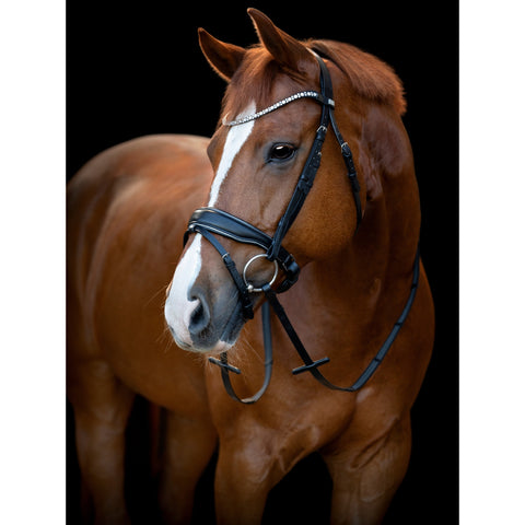 HG Cryll 25.1 Bridle W/PB And Flash