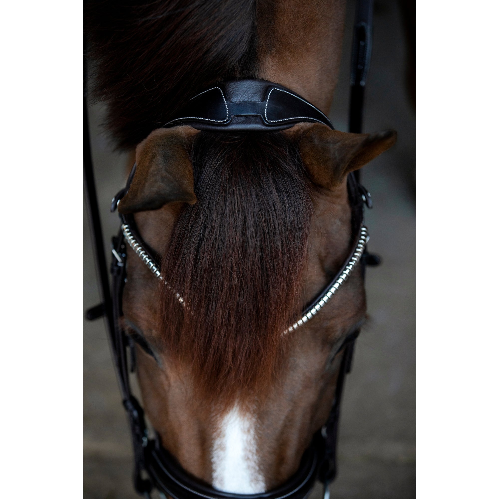 Catago Brooklyn Bridle