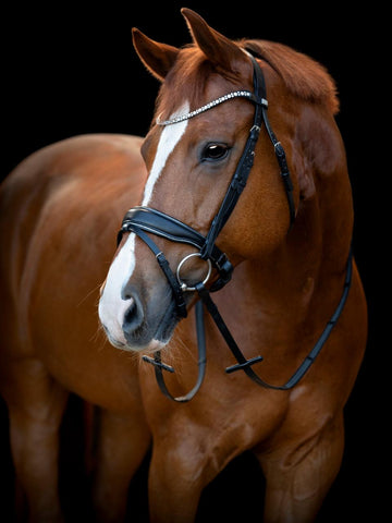 HG Cryll 25.1 Bridle W/PB And Flash