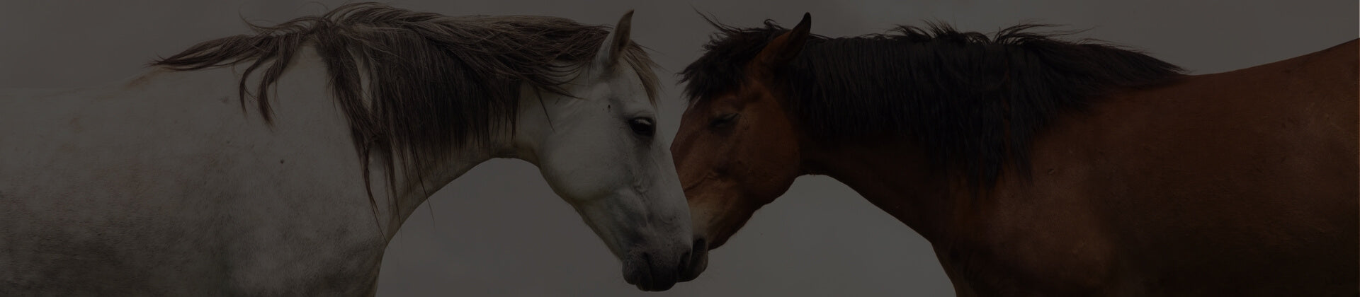 Equestrian Diva Couture SA