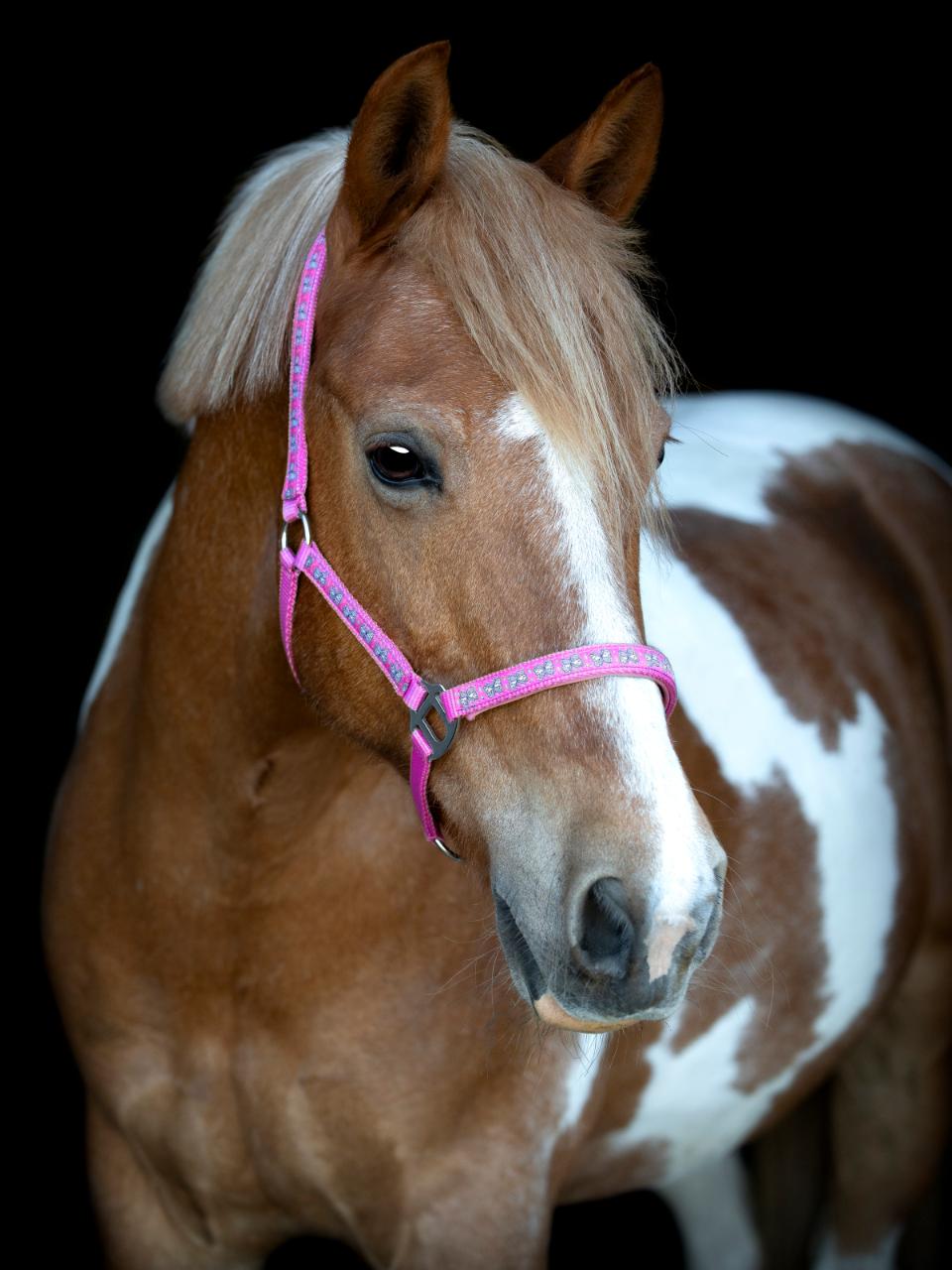 HorseGuard Butterfly Halter