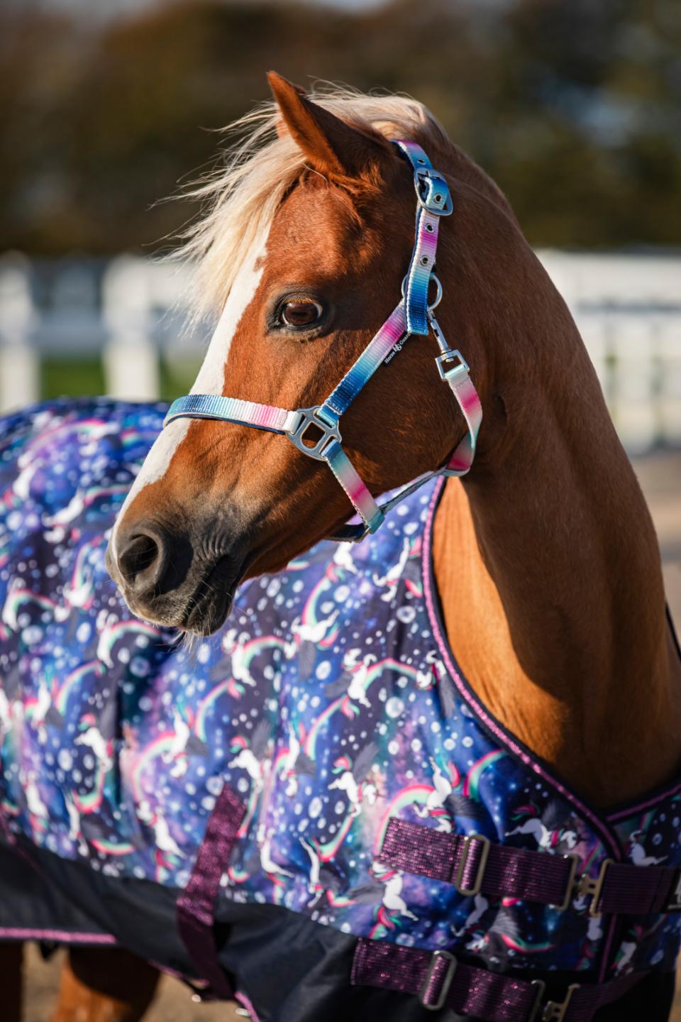 HG Gradient Halter